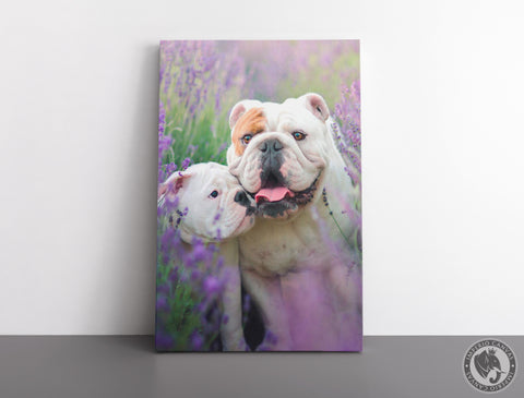 Cuadro Decorativo D016 - Cachorro Bulldog