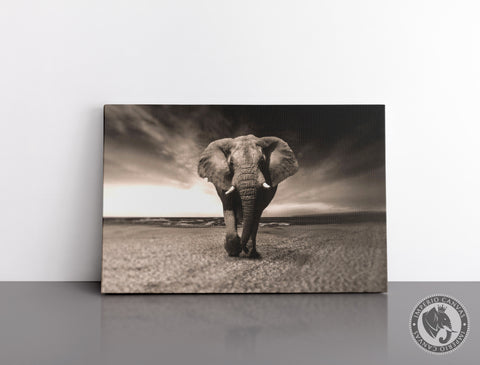 Cuadro Decorativo D019 - Elefante