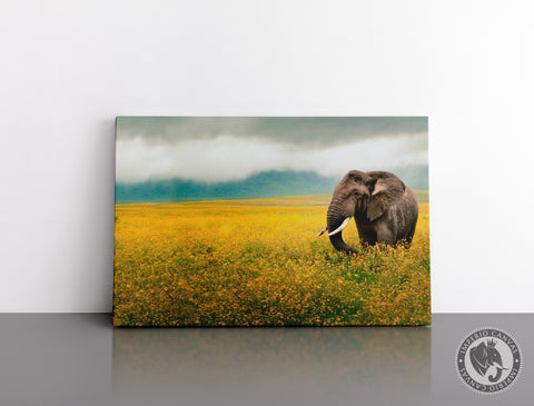 Cuadro Decorativo D022 - Elefante en el Campo