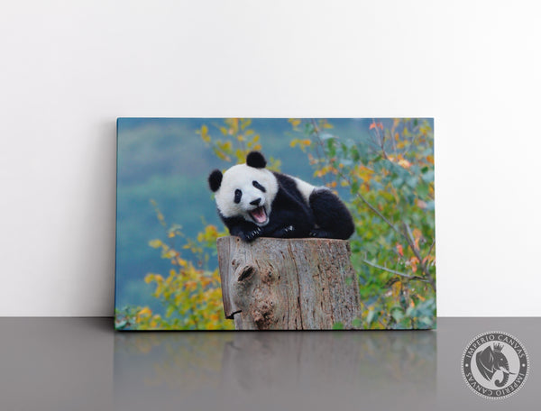 Cuadro Decorativo D025 - Panda Relajado