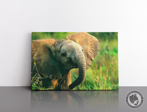 Cuadro Decorativo D033 - Pequeño Elefante