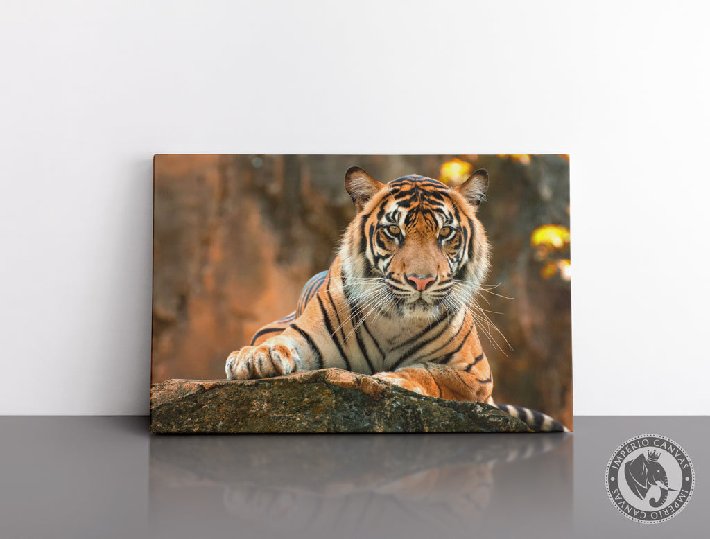 Cuadro Decorativo Tigre