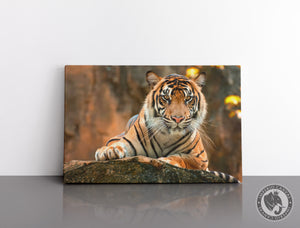 Cuadro Decorativo D037 - Tigre de Bengala