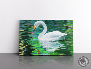 Cuadro Decorativo D069 - Cisne