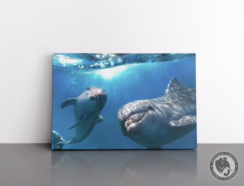 Cuadro Decorativo D088 - Delfines Amistosos