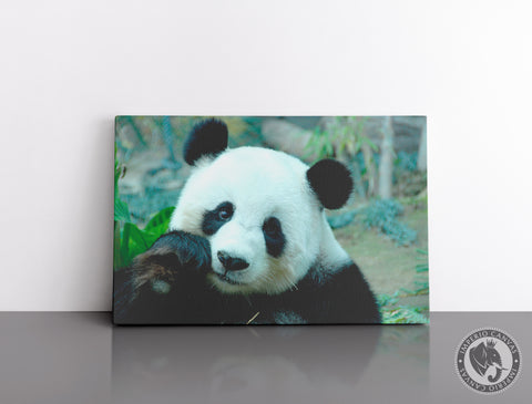 Cuadro Decorativo D090 - Oso Panda