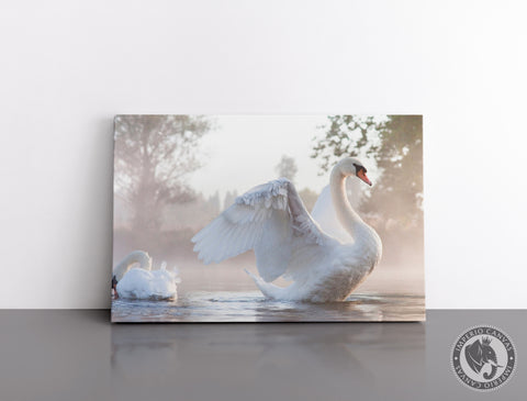 Cuadro Decorativo D094 - Cisne Real